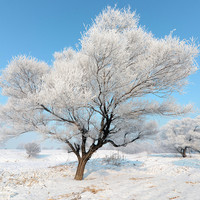 双11返场：去看查干湖冬捕，这价格没谁了！上海直飞吉林松原4-8天自由行往返含税机票