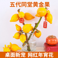 五代同堂黄金果鲜花水培植物福禄果鲜切花五指茄插画五代果年宵花