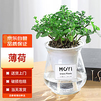 MOYi 墨一 薄荷盆栽玻璃盆新鲜薄荷叶室外好养公室桌面易活植物 薄荷玻璃盆