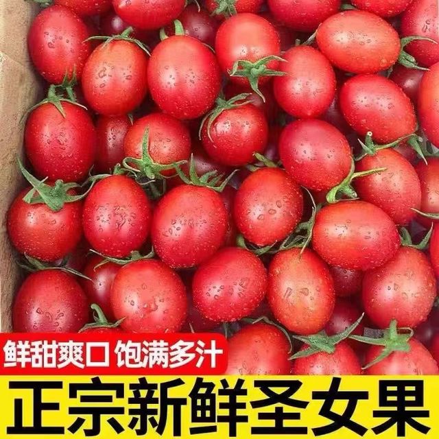 兰和果园 圣女果小番茄 新鲜现摘 整箱