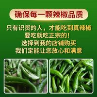 樟树新鲜港辣椒湖南岳阳原种特产青椒现摘现发农产品