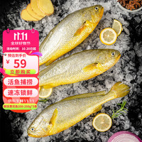 三都港鲜冻黄花鱼200-250g*3条新鲜冷冻宁德大黄鱼海鲜水产鱼类烹饪食材 鲜冻黄花鱼200-250g*3条