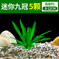 crazy aquatic plant 疯狂水草 九冠草水草