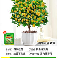 锦圃 精品四季桂花盆栽 20厘米 浓香型