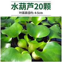 疯狂水草水葫芦水养植物5cm20颗浮萍水草植物净化水质植物源头直发