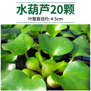 疯狂水草水葫芦水养植物5cm20颗浮萍水草植物净化水质植物源头直发