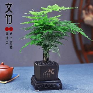 jinfeng 锦枫 文竹盆栽植物室内花卉盆景 文竹+舍得塑料盆+黑石+方形底座 带盆栽好