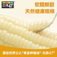 北纬47度白糯鲜食玉米220g*10穗鲜糯甜玉米真空装黑龙江东北苞米