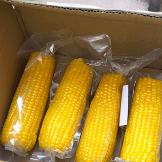 东北黄糯玉米180gx8根真空包装早餐代餐粗粮食品