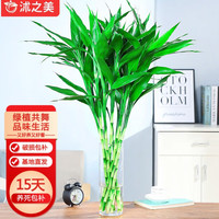沭之美水培绿植富贵竹水养植物花卉 富贵竹10支约70-80cm高-不含瓶