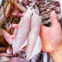 鲜京采【冰鲜】汕尾小管鱿鱼1kg 海鲜鱼类 海捕现发 源头直发