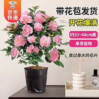 移动端、京东百亿补贴：KaiShiguo Plants 开时果 山茶花盆栽 30-40cm 1盆