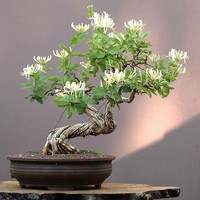 若绿 金银花苗盆栽盆景树桩金银花爬藤花卉绿植四季种植源头直发 金银花 二年苗