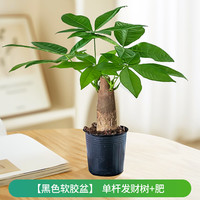 美耐佳 发财树小盆栽 20厘米 黑色软胶盆