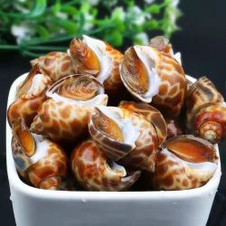 海螺花螺500g*3袋