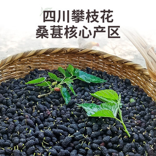 同芙 桑葚干500g 攀枝花无沙大果桑葚子 果干泡水养生茶滋补品药食同源