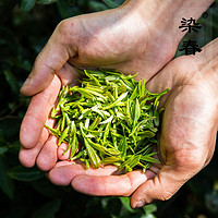 染春 2024新茶 毛峰 新鲜绿茶 四川雅安茶叶 蒙顶山茶春茶 500g