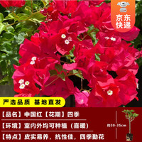 开时果 三角梅盆栽花苗四季开花 重瓣爬藤庭院攀援植物阳台花卉树苗盆景 1.中国红(原盆原土) 【整高约30-35cm】精选壮苗一棵