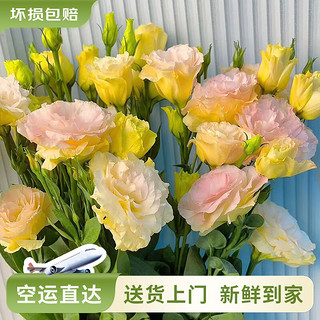 others 其他 云南鲜花 玫瑰百合水养鲜切花香槟色洋桔梗200g（8-12朵） （2件包邮）