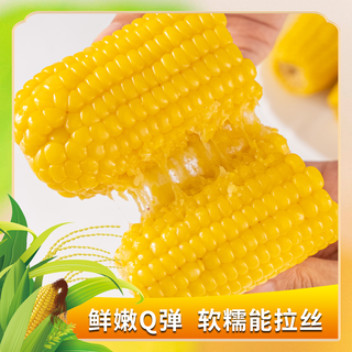 你好田小田新鲜甜糯东北非转基因真空袋装玉米早餐低脂代餐粗粮