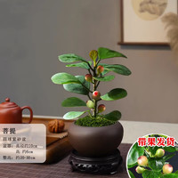 爱你一万年菩提树盆景小盼菩提盆栽中式禅意小盆栽室内观果绿植创意微盆景观 【圆球紫砂盆】+底托