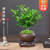 KaiShiguo Plants 开时果 正宗清香胡椒木盆栽 舍得紫砂盆+苔藓+圆形底托