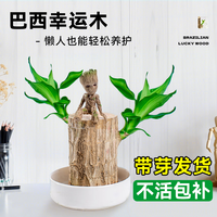 临雅巴西木盆栽带芽可开花水培绿植物办公室内桌面幸运木小盆栽景摆件 单芽【5-6cm】+白瓷盆+格鲁特