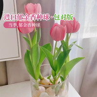 郁金香水培种球荷兰花卉植物室内四季开花盆栽可土培耐寒种子