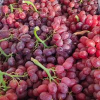 净态 新疆无籽红提葡萄 4斤