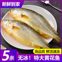 大黄花鱼新鲜冷冻生鲜小黄花鱼宁德深海鱼黄鱼鲞海鲜鱼类整箱商用 300-350g/只