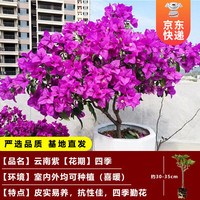 开时果 三角梅盆栽花苗四季开花 重瓣爬藤庭院攀援植物阳台花卉树苗盆景 2.云南紫(原盆原土) 【整高约30-35cm】精选壮苗一棵