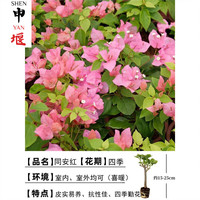 申堰 同安红重瓣三角梅盆栽 一棵装