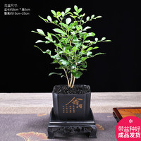 幼薇文竹盆栽室内绿植好养桌面古风艺术小盆景桌面茶几办公摆件装饰 九里香+四方舍得PVC盆+方形底盘 带盆栽好