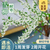 开时果 雪柳鲜切干枝遇水开花 水培植物盆栽客厅绿植室内耐寒插水开花卉 店长【80cm】雪柳10支 不含盆