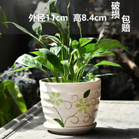 盆生花道 小号 春意盎然