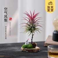 开时果 空气凤梨无土绿植物创意盆栽 花卉办公桌面空凤好养摆件 红精灵+小兔底托