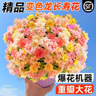 爱你一万年长寿花盆栽带花苞金狐狸四季开花易活好养室内绿植花卉多肉植物 (A+）金狐狸长寿花（原土盆）