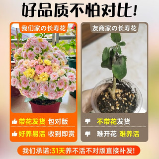 爱你一万年长寿花盆栽带花苞金狐狸四季开花易活好养室内绿植花卉多肉植物 (A+）金狐狸长寿花（原土盆）