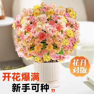爱你一万年长寿花盆栽带花苞金狐狸四季开花易活好养室内绿植花卉多肉植物 (A+）金狐狸长寿花（原土盆）