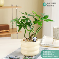 花财主北欧ins绿植陶瓷盆栽办公室内吉利红净化空气四季除甲醛桌面植物 【奇趣发财树】 奶油甜甜圈花盆