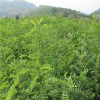 HUAYOUXIU 花友秀 刺槐种子护坡灌木种籽高速公路绿化固土多年生灌木