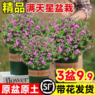 爱你一万年满天星盆栽花卉绿植客厅庭院花苗四季开花不断绿化工程带花苞 中盆满天星120#【原盆原土】