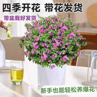 爱你一万年满天星盆栽花卉绿植客厅庭院花苗四季开花不断绿化工程带花苞 中盆满天星120#【原盆原土】