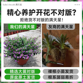 爱你一万年满天星盆栽花卉绿植客厅庭院花苗四季开花不断绿化工程带花苞 中盆满天星120#【原盆原土】