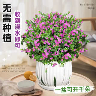 爱你一万年满天星盆栽花卉绿植客厅庭院花苗四季开花不断绿化工程带花苞 中盆满天星120#【原盆原土】