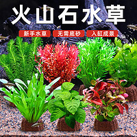 CHANGRUI 长锐 鱼缸造景火山石水草植物直接入缸蜈蚣草水兰绿菊阴性活体懒人草 红波