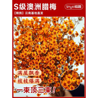 临雅澳洲腊梅鲜花水培鲜枝干枝真花年宵花卉室内过年花冬季蜡梅鲜切花 【温暖橙】A级澳洲腊梅1束