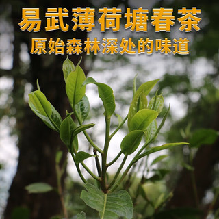 勐洛小寨易武薄荷塘普洱茶生茶散茶古树茶云南2024年春茶新茶生普洱茶 薄荷塘古树500克*1袋