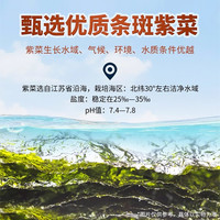 美好时光 经典原味海苔片 拍8件