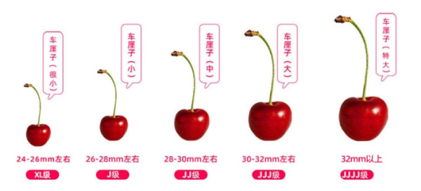 Mr.Seafood 京鲜生 车厘子 JJJ级 果径30-32mm 2.5kg 礼盒装
